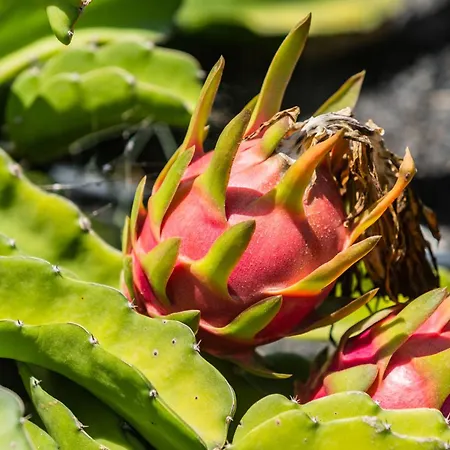 Dulce Celestino Lanzarote *