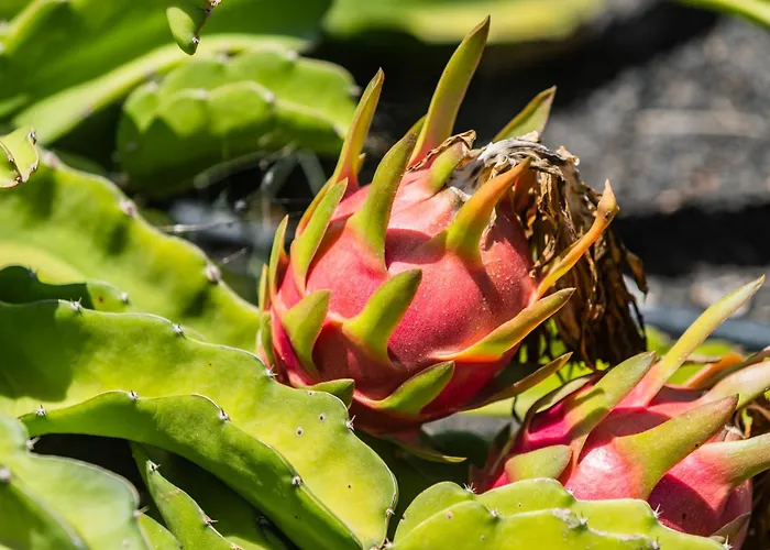 Dulce Celestino Lanzarote *
